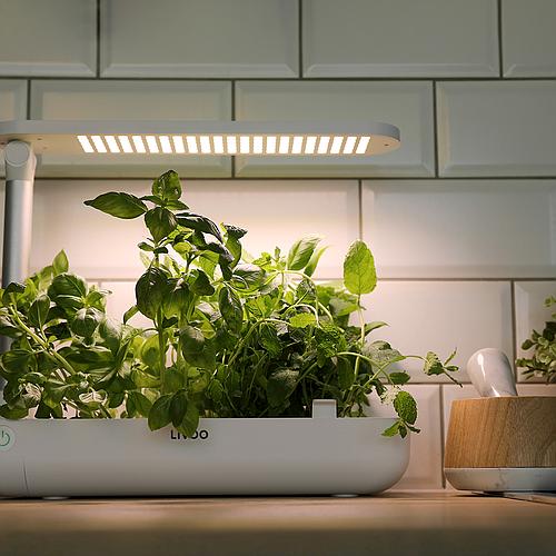 Photo de JARDIN POTAGER D'INTÉRIEUR