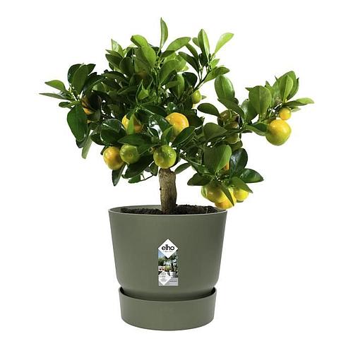 Photo de Pot de fleurs rond - Vert feuille