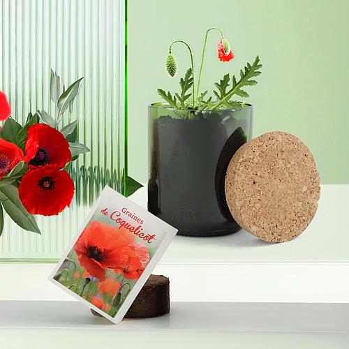 Photo de Kit de plantation graines de coquelicot dans une bouteille de vin recyclée