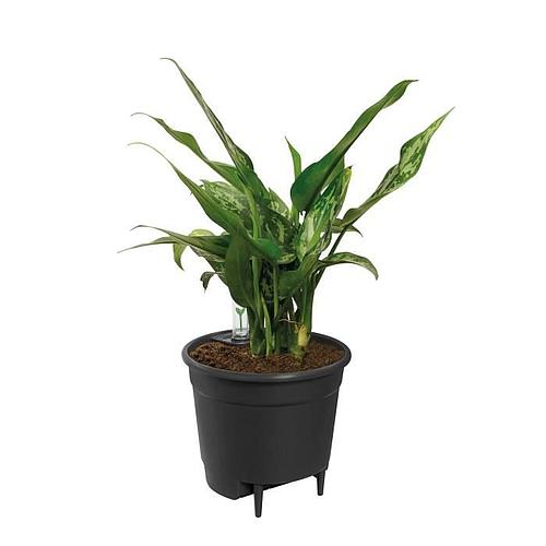 Photo de Insert Pot à fleurs noir - Diamètre 36 cm